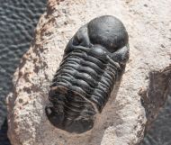 Reedops pembertoni (McKellar et.al. 2009)