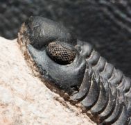 Reedops pembertoni (McKellar et.al. 2009)