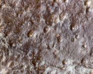 Medusinites aff. asteroids (SPRIGG)
