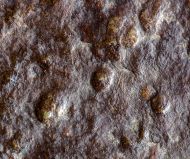 Medusinites aff. asteroids (SPRIGG)