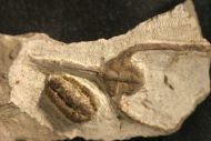 Kerfornella sp.  Amphyx  cf.  priscus  THORAL, 1935