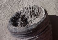 Caninia cornucopiae Michelin 1840