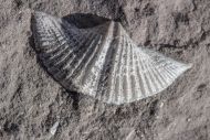 Tylothyris laminosa (McCoy, 1841)