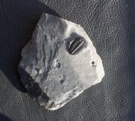Elrathia kingi (Meek 1870)