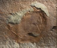 Forfexicaris sp.