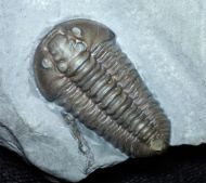 Flexicalymene meeki (FOERSTE, 1910)