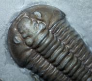 Flexicalymene meeki (FOERSTE, 1910)