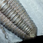 Flexicalymene meeki (FOERSTE, 1910)