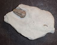 Flexicalymene meeki (FOERSTE, 1910)