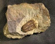 Placoparia cf.  zippei  (BOECK, 1827)