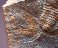 Kingaspis sarhroensis GEYER 1990 & Forfexicaris sp.