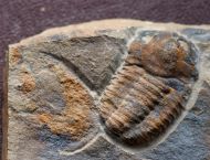 Kingaspis sarhroensis GEYER 1990 & Forfexicaris sp.