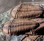 Conocoryphe sulzeri (Schlotheim 1823)