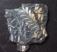 Alethopteris serli  (Brongniart, 1828)