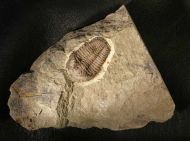 Euloma sp.