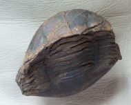Stenopareia nexilis (Salter, 1867)