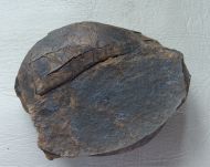 Stenopareia nexilis (Salter, 1867)