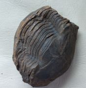 Stenopareia nexilis (Salter, 1867)