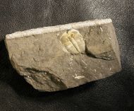 Aulacopleura konincki