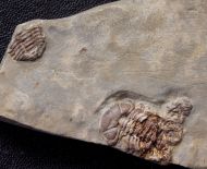 Trimerocephalus caecus (Grich, 1896)