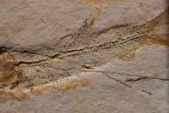 Anaethalion angustissimus MNSTER, 1839