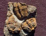 Ctenocephalus coronatus (Barrande, 1846)