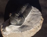 Morocconites sp.
