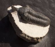 Morocconites sp.