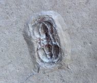 Ptychagnostus atavus (Tullberg, 1880)