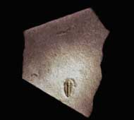 Brachyaspidion microps