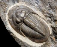 Cyberella lemkei BASSE, 2004