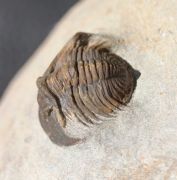 Tropidocoryphe sp.