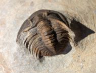 Tropidocoryphe sp.
