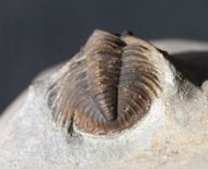 Tropidocoryphe sp.