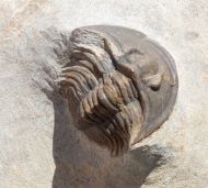 Tropidocoryphe sp.