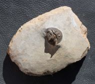 Tropidocoryphe sp.