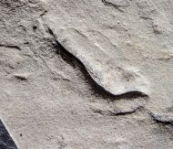 Paleoplatoda segmentata Fedonkin, 1979