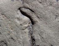 Paleoplatoda segmentata Fedonkin, 1979