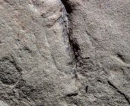 Paleoplatoda segmentata Fedonkin, 1979