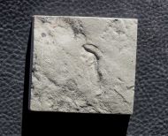 Paleoplatoda segmentata Fedonkin, 1979