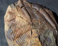 Paradoxides gracilis (BOECK, 1827)