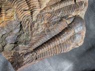 Paradoxides gracilis (BOECK, 1827)