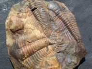Paradoxides gracilis (BOECK, 1827)