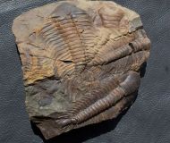 Paradoxides gracilis (BOECK, 1827)
