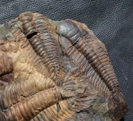 Paradoxides gracilis (BOECK, 1827)
