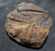 Paradoxides gracilis (BOECK, 1827)