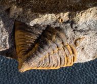 Dalmanitina socialis (BARRANDE, 1846)