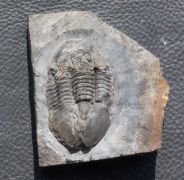 Ectillaenus  perovalis (Murchison, 1839)