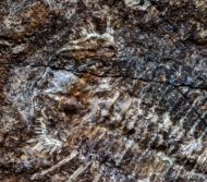 Miraspis mira (BARRANDE, 1846)