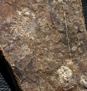 Miraspis mira (BARRANDE, 1846)